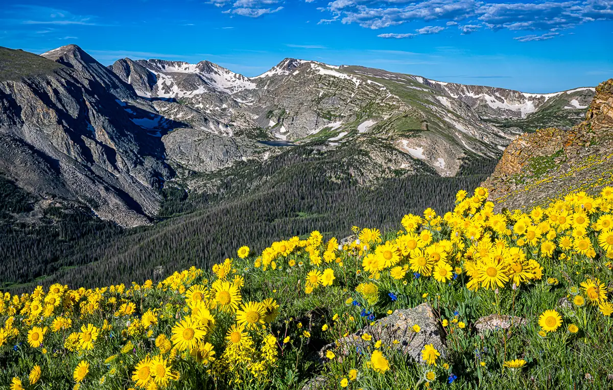 Alpine Sunflower fields on Trail Ridge Road on  Rocky Mountain National Park Tour